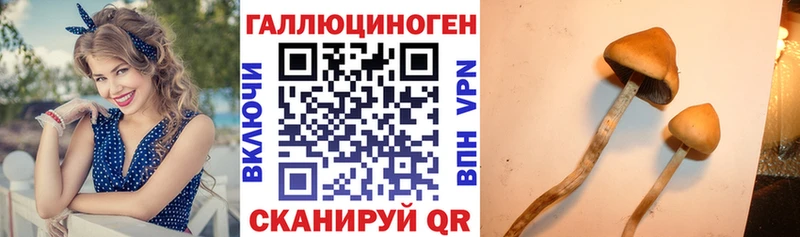 Псилоцибиновые грибы Psilocybe Андреаполь